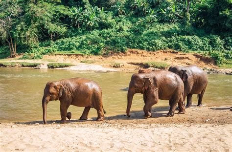  L’Éléphant Nature Park: Une Échappatoire Tranquille au Coeur de la Jungle