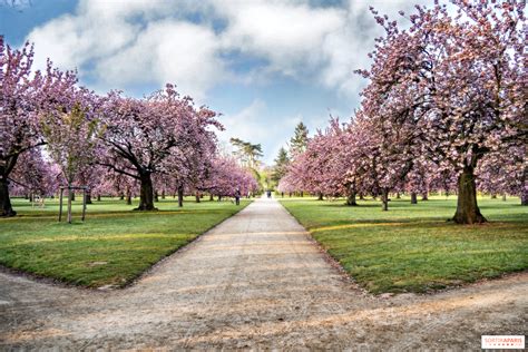 Le Parc des Cerisiers en Fleur: Une symphonie de couleurs vives et un havre de paix idéal pour les amoureux de la nature!